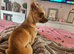 Chihuahua for sale