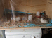 Quails for sale