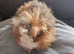 Beautiful texel baby girl