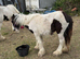 Filly cob for sale