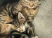 2 beautiful female tabby kittens ready to go to forever home