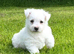 Adorable west highland terrier puppies