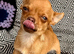 Kennel Club Pedigree Girl Chihuahua