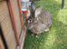 Continental giant rabbit 15 months old female