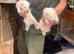 Young ferrets for sale ready now well fed and looked after good strain fifteen pound each thanks