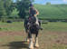Madina the super Cob! 14.1hh
