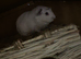 4 male guinea pigs