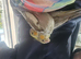 Young cockatiel