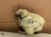 Showgirl Naked Neck Silkie Chick