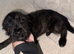 Female Yorkie X Staffy Pup
