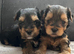 ️️Yorkshire terrier pure rehoming soon 2 Grils