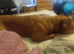 Staffordshire bull terrier cross