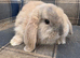 2 Gorgeous Female French Lop Babies