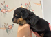 Beautiful mix litter of kc reg miniatures