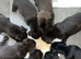 Schnauzer x Staffy pups