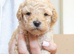 F1B Cavapoochon puppies 1 girl &1 boy left