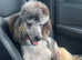 Miniature Merle Poodle At Stud & Black KC registered at Stud