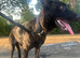 Dutch shepherd female