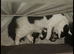Gorgeous Half-Ragdoll Cross Kittens Looking for Loving Forever Homes