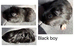 X2 baby male Guineapigs