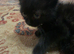 Premium Half‑Ragdoll Kittens &mdash; only 1 left