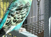 Two young cock budgies