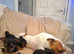 Jack Russell cross puppies