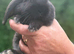 Pure bred mini lop - ready now