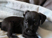 Potterdale puppies