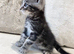 MAINCOON X BENGAL KITTENS READY NOW