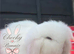 Beautiful TeddyWidder Bunnies