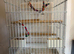 Beautiful bonded pair green check conures