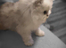 Pure chinchilla Persian