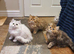 Beautiful Pedigree Chinchilla Persian Kittens.