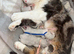 2 kittens available
