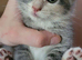 Ragdoll cross kittens