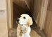 8 month old female looking for a loving home