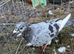 Racing chichen