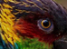Blue throated Conures Parrot