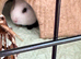 2x female guinea pigs 7 months old