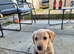 Labarador cross puppies