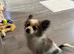Pomchi boy for sale