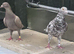 ALMOND COLOR PIGEONS