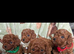 Beautiful Asian puppies