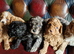 Gorgeous f1b Cavapoo puppys.health tested parents