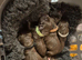 Gsp/Visla puppies KC registered
