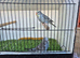Baby Budgies.
