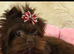 4 Month Old Chocolate Yorkie Pup