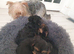 Yorkshire terrier puppies