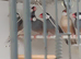 Java sparrows